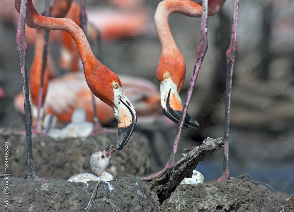 Fototapeta premium pink flamingo