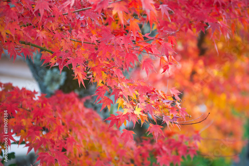 Maple leaves change color in autumn season.