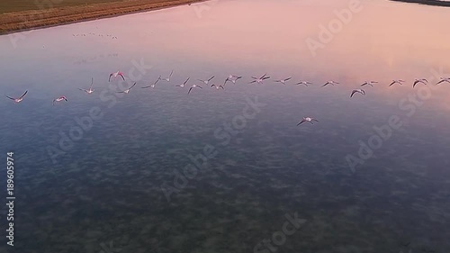 drone flight over flamingos flying over a lake at sunrise