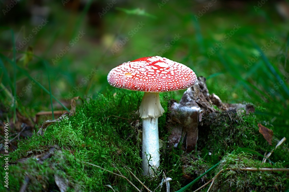 Fly agaric, hallucinogenic mushroom Fly agaric, hallucinogenic mushroom