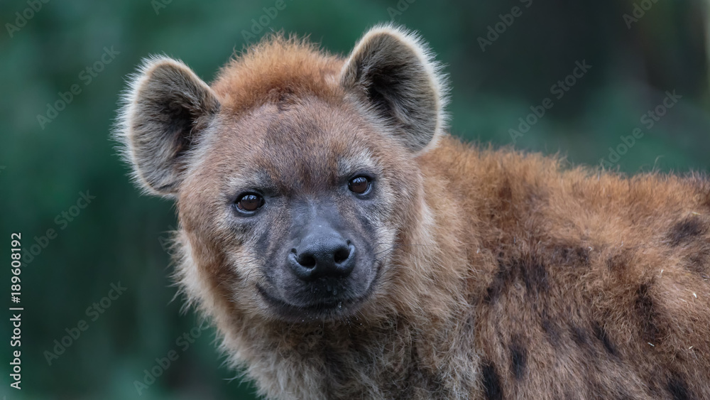 Hyena close-up Hyena close-up