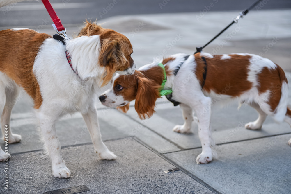 Dating the same dogs on the street in London Dating the same dogs on the street in London