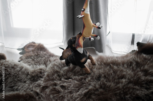Obraz na plátně puppy Dachshund on a bearskin rug playing with a toy Fox