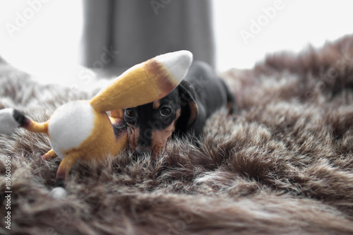 Obraz na plátně puppy Dachshund on a bearskin rug playing with a toy Fox