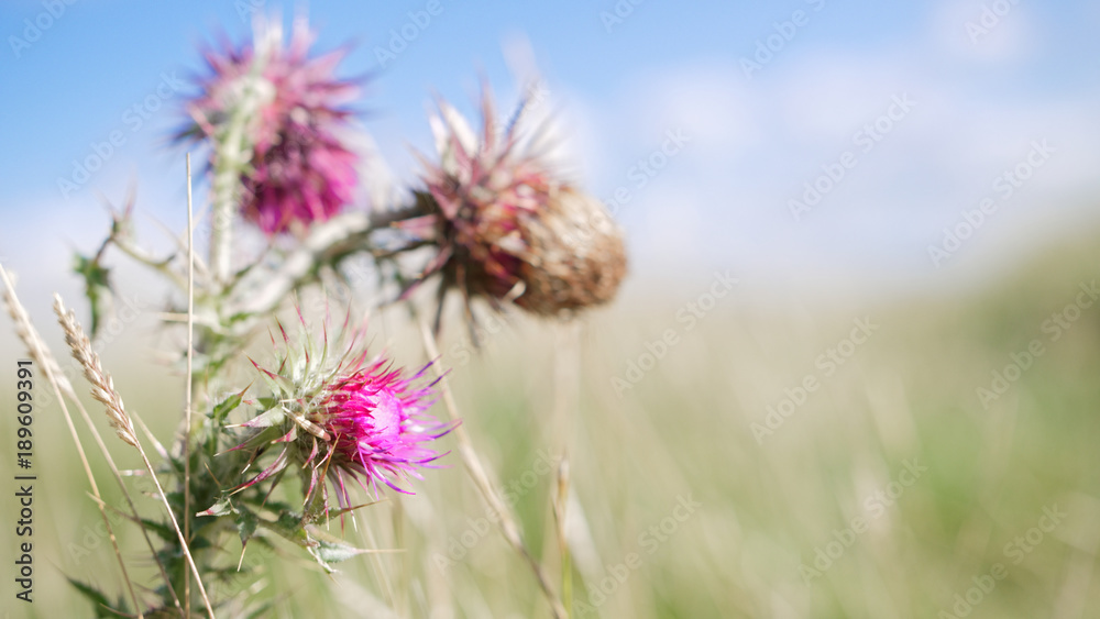 thistle