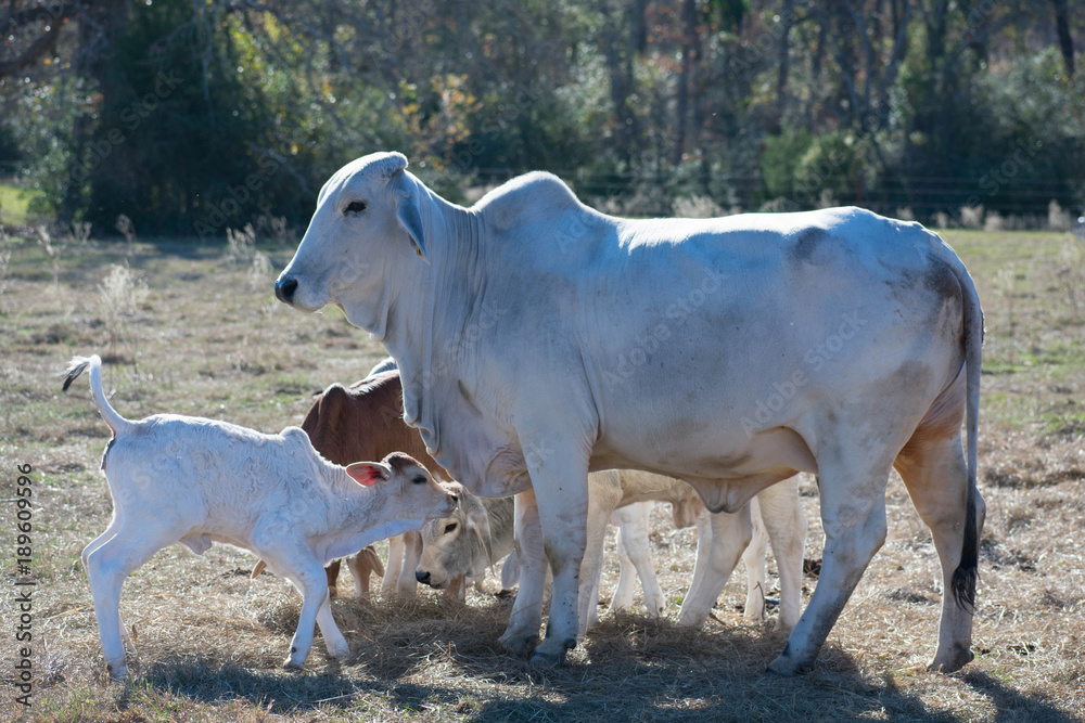 Fototapeta premium Brahma Cow and Calf Close Up