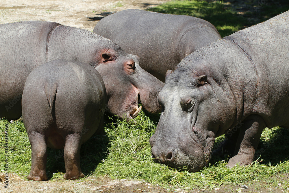 Flußpferde Gruppe bei Nahrungsaufnahme (Hippopotamus amphibius), im Zoo