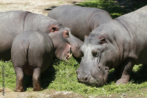 Flußpferde Gruppe bei Nahrungsaufnahme (Hippopotamus amphibius), im Zoo
