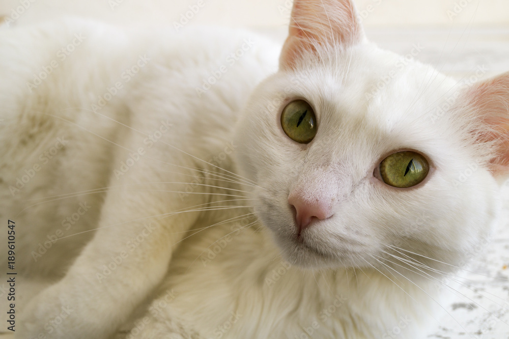 White domestic cat with green eyes.