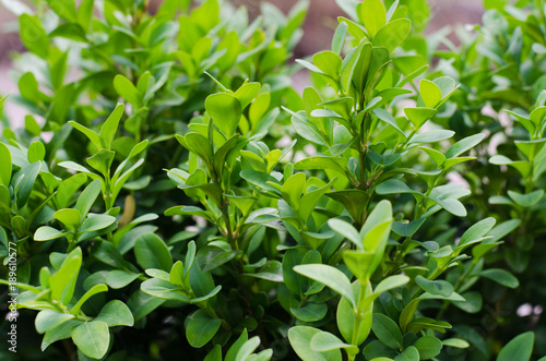 Wallpaper Mural Fresh green buxus leaves, Buxus sempervirens. Torontodigital.ca