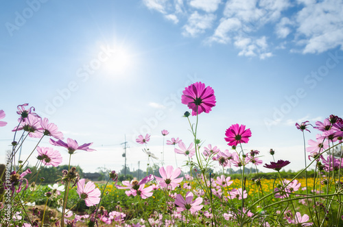 Pink Cosmos and sky