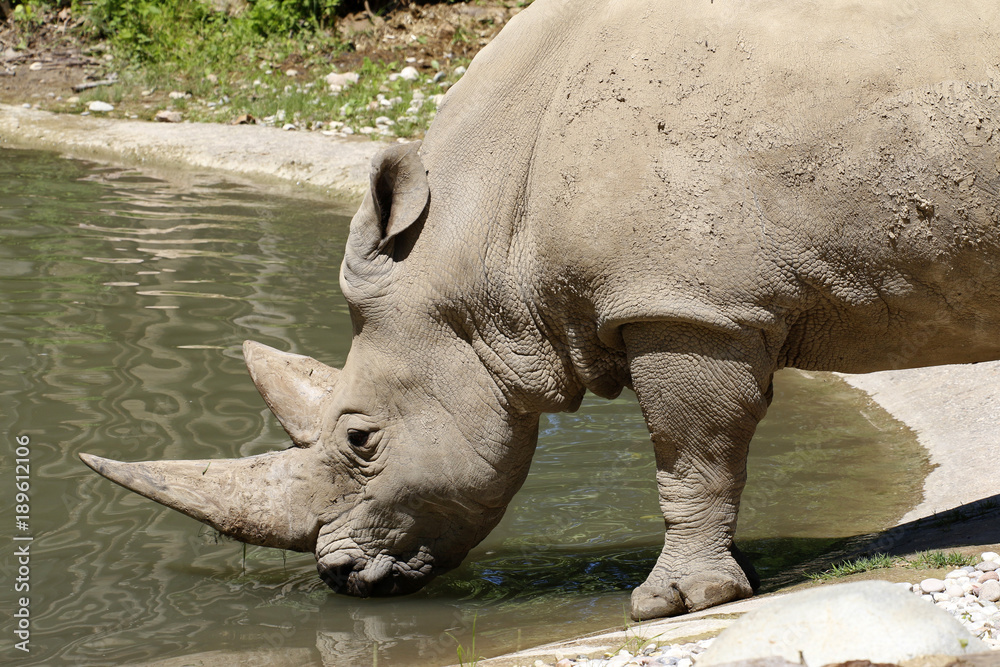 Breitmaulnashorn am Wasser und trinkt (Ceratotherium simum) Breitmaulnashorn am Wasser und trinkt (Ceratotherium simum)