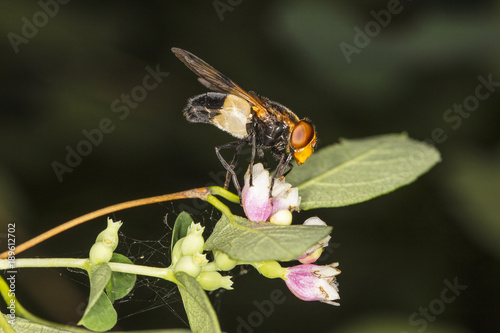 the strange fly collects flower nectar