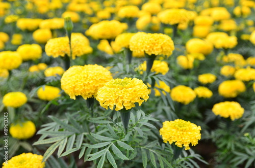 Marigold in the garden