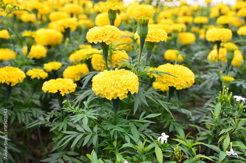 Marigold in the garden