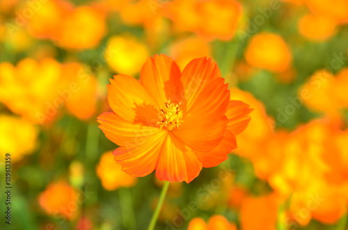 Orange Cosmos Flower in the garden Chiangmai Thailand © tyodwong