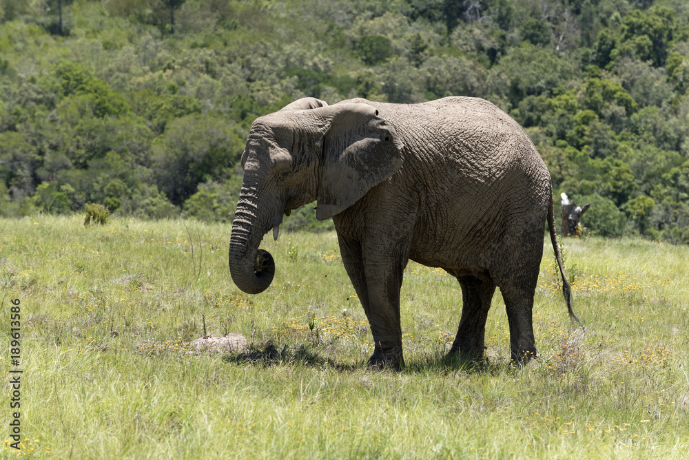 Fototapeta premium Knysna Western Cape South Afrtica. Circa 2017. Young male elephant feeding on grass