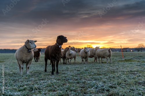 herd of sheeps on a meadow at sunset, Utzenstorf, Switzerland
