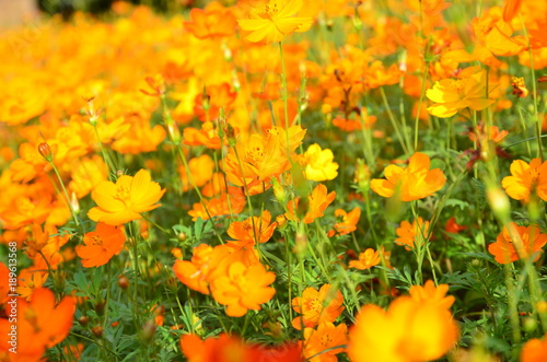 Orange Cosmos Flower in the garden Chiangmai Thailand