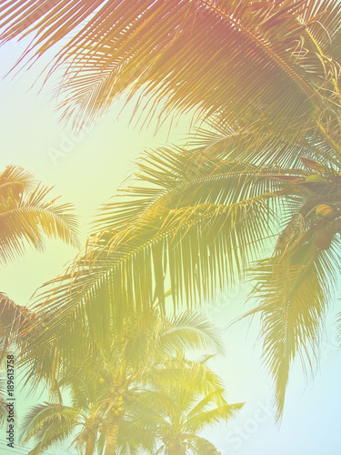 Toned palm trees background