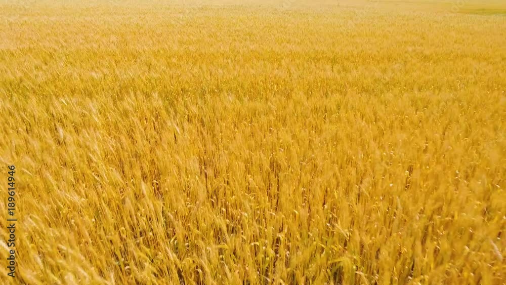Aerial view wheat field. Golden wheat field. Yellow grain ready for harvest growing in a farm field. Aerial footage, 4k. Aerial view wheat field. Golden wheat field. Yellow grain ready for harvest growing in a farm field. Aerial footage, 4k.