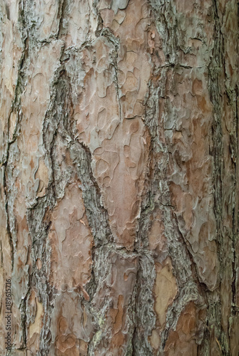 Brown white tree bark texture closeup