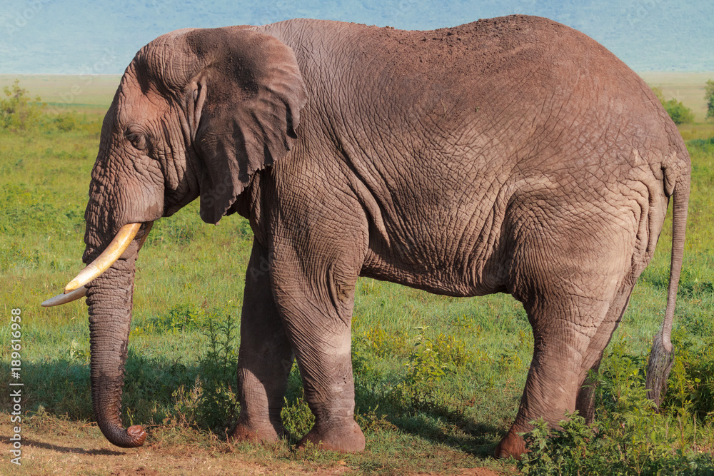 A very large african elephant. NgoroNgoro, Tanzania