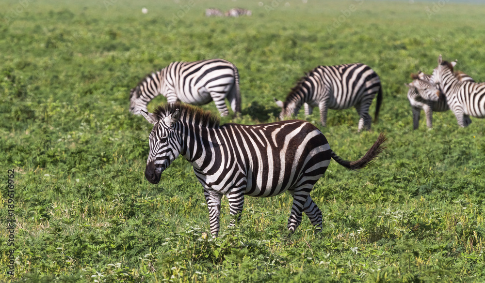 Small herd of zebras in NgoroNgoro crater. Tanzania, Africa