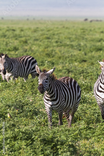 Small herd of zebras in NgoroNgoro crater. Tanzania, Eastest Africa