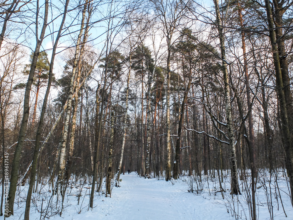 Moscow in winter - Timiriazevskij Park Moscow in winter - Timiriazevskij Park