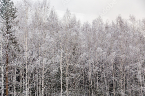 Winter Forest in Russia - Ekaterinburg