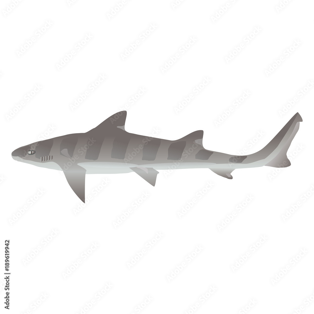 Naklejka premium ドチザメ