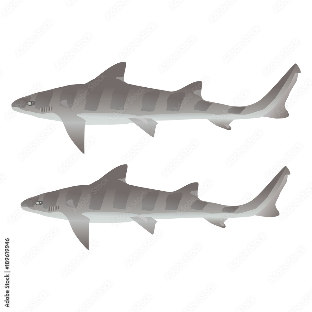 Fototapeta premium ドチザメ