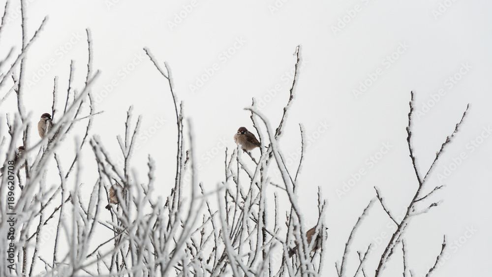 Obraz premium Sparrows sitting on the branches in the cold bright day.