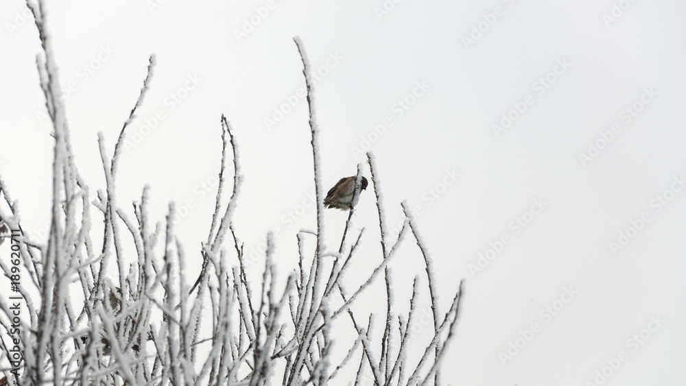 Obraz premium Sparrows sitting on the branches in the cold bright day.