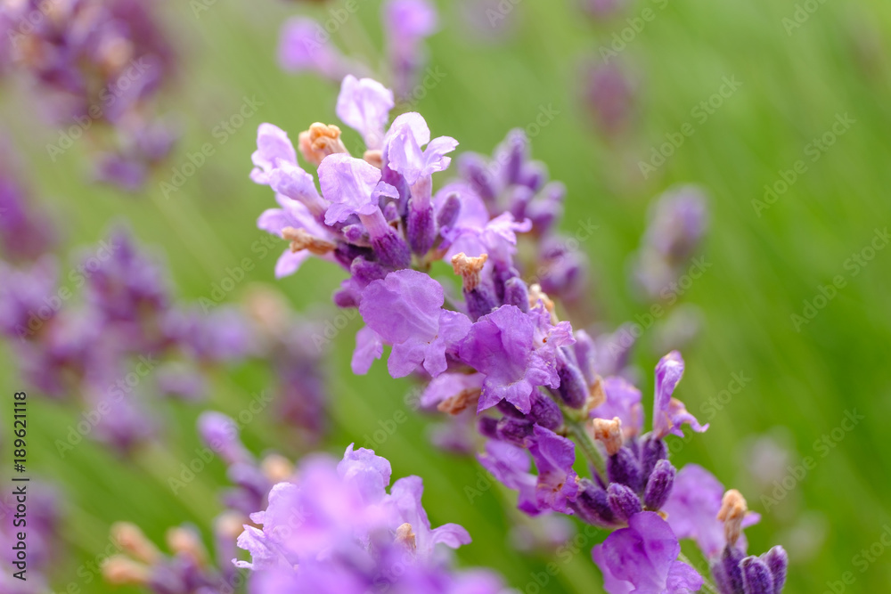 Fleurs de lavande en été, macro. Fleurs de lavande en été, macro.