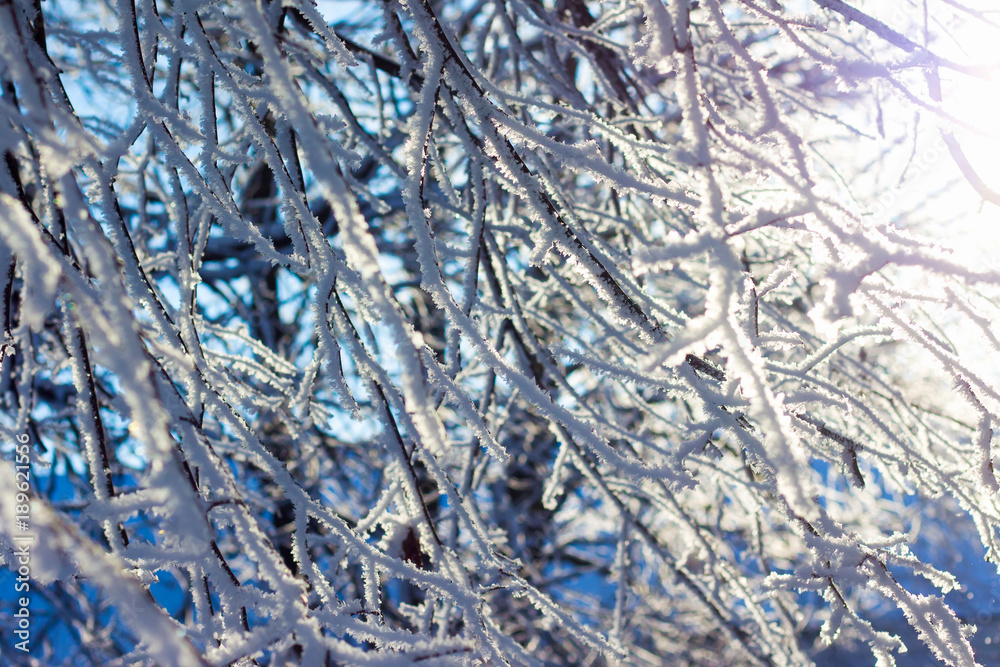 winter, dense branches of a tree covered with hoarfrost, can serve as a pattern winter, dense branches of a tree covered with hoarfrost, can serve as a pattern