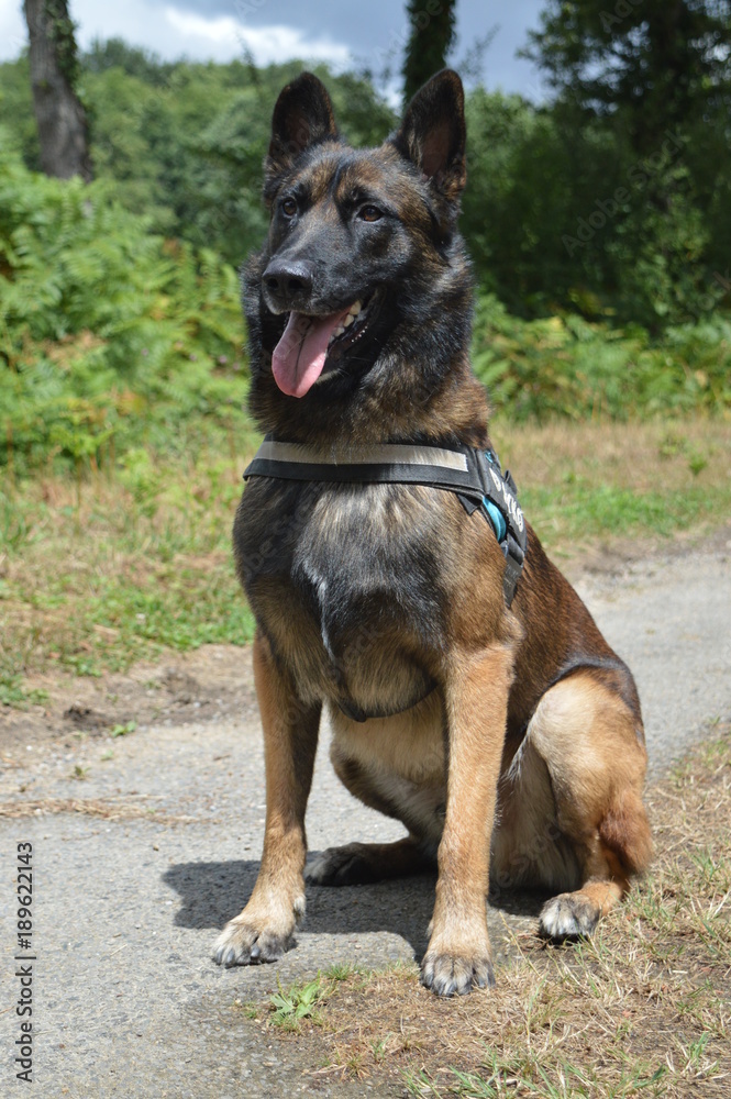 Malinois Malinois