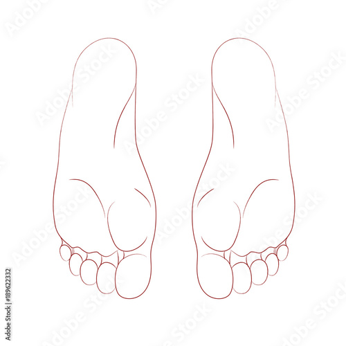  The sole of human foot, realistic anatomical linear pattern.Graphic line. Vector. Isolated on white background