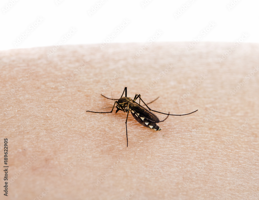 a mosquito is sucking the blood of human arm a mosquito is sucking the blood of human arm