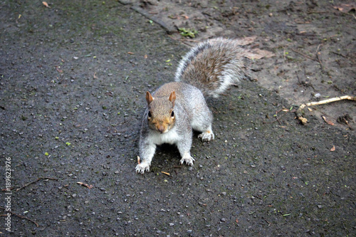 Cute squirrel in Bath city park, Somerset, England