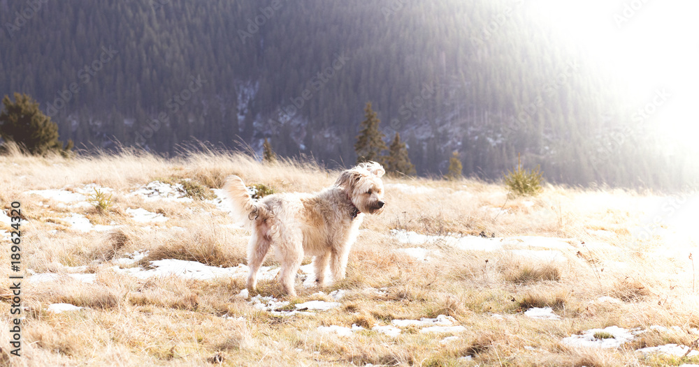 Dog playing at the mountain. Adopted pet background
