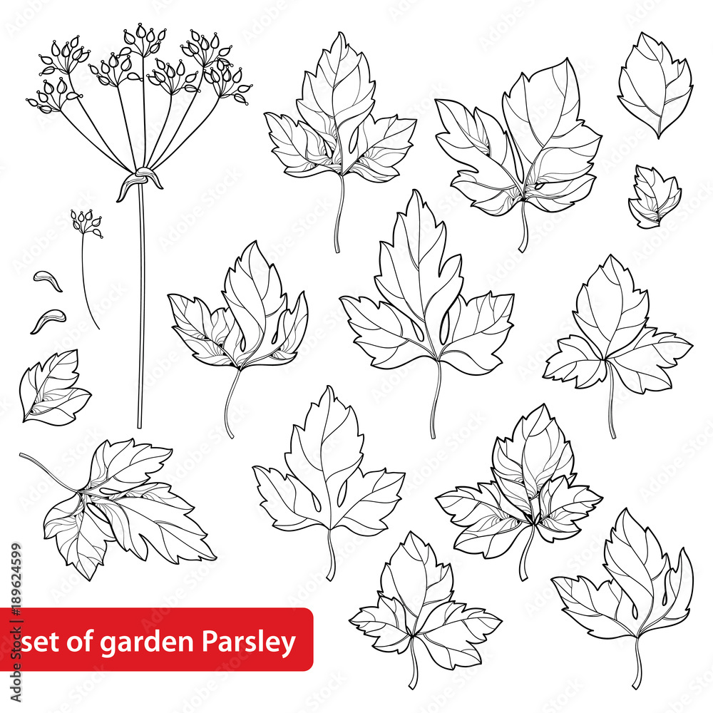 Vector set with outline Parsley or garden parsley leaves and seed in black isolated on white background. Culinary herbs and spices in contour style for food summer design and coloring book.