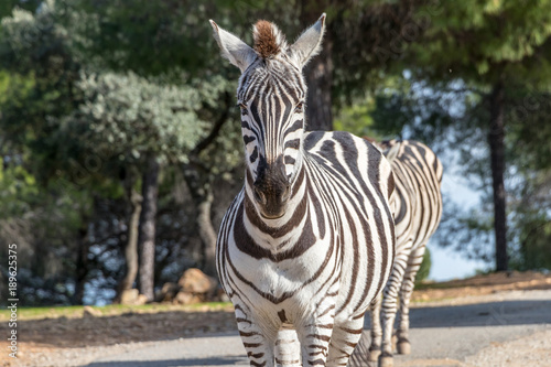 Zebra in natural habitat © Alfredo