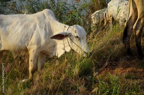Cows in Cambodia © Etienne
