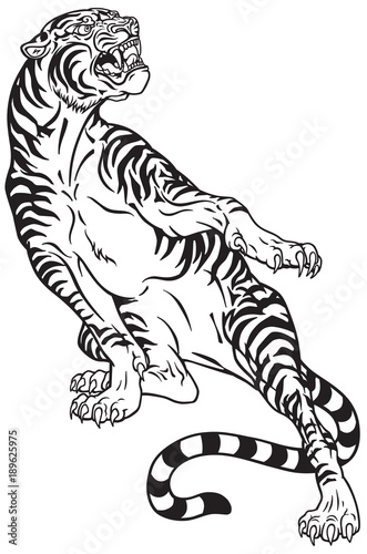 Fototapeta Naklejka Na Ścianę i Meble -  aggressive tiger .Black and white tattoo style vector illustration