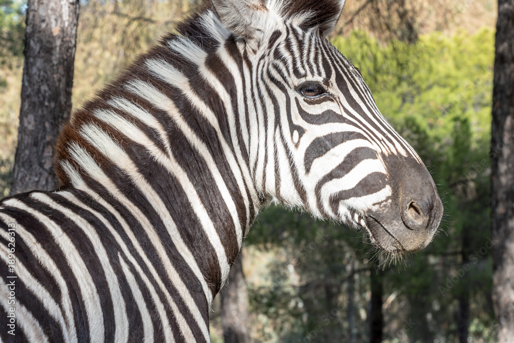 Zebra in natural habitat, close-up head detail Zebra in natural habitat, close-up head detail