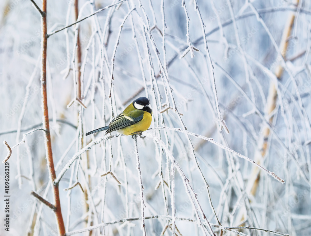 Fototapeta premium cute little bird titmouse sitting in the Park in winter the branches are covered with white fluffy frosting