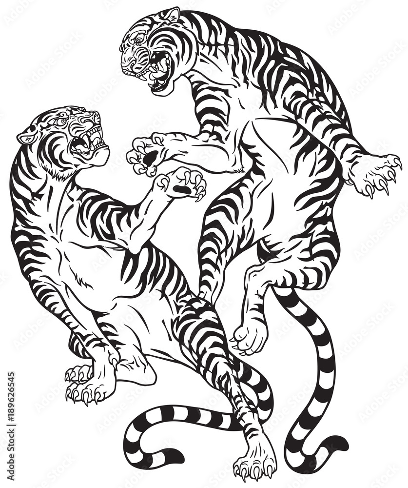 tigers fighting . Two roaring big cats in the battle . Black and white  tattoo style vector illustration Stock Vector | Adobe Stock