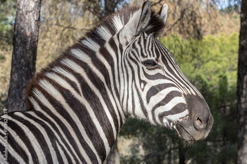 Zebra in natural habitat  close-up head detail